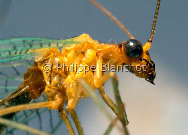 Chrysopa abbreviata.JPG - in "Portraits d'insectes" ed. SeuilChrysopa abbreviataChrysopeGreen lace wing flyNeuropteraChrysopidaeFrance